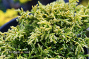 - Chamaecyparis obtusa 'Kamaeni hiba’ Golden Hinoki Cypress - Mr Maple │ Buy Japanese Maple Trees