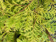 - Chamaecyparis obtusa 'Kerdalo' Dwarf Hinoki Cypress - Mr Maple │ Buy Japanese Maple Trees
