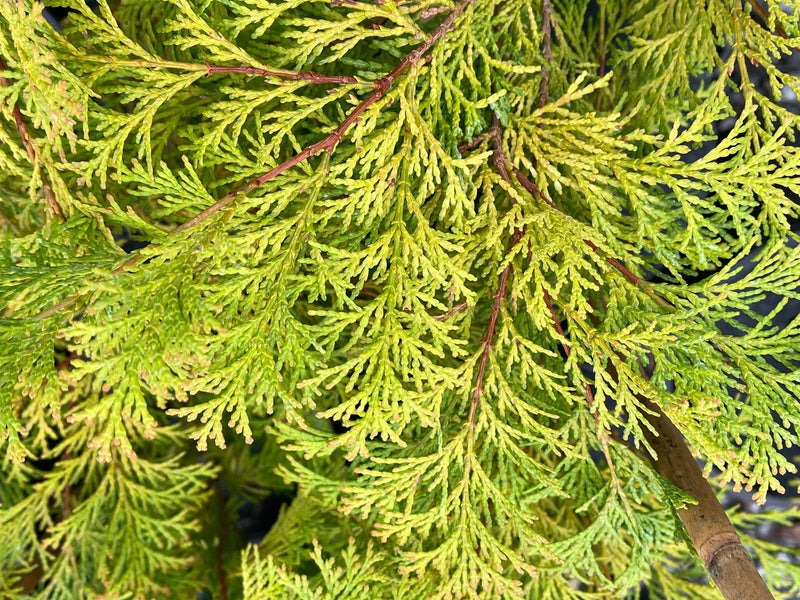 - Chamaecyparis obtusa 'Kerdalo' Dwarf Hinoki Cypress - Mr Maple │ Buy Japanese Maple Trees