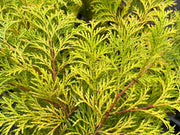 - Chamaecyparis obtusa 'Kerdalo' Dwarf Hinoki Cypress - Mr Maple │ Buy Japanese Maple Trees