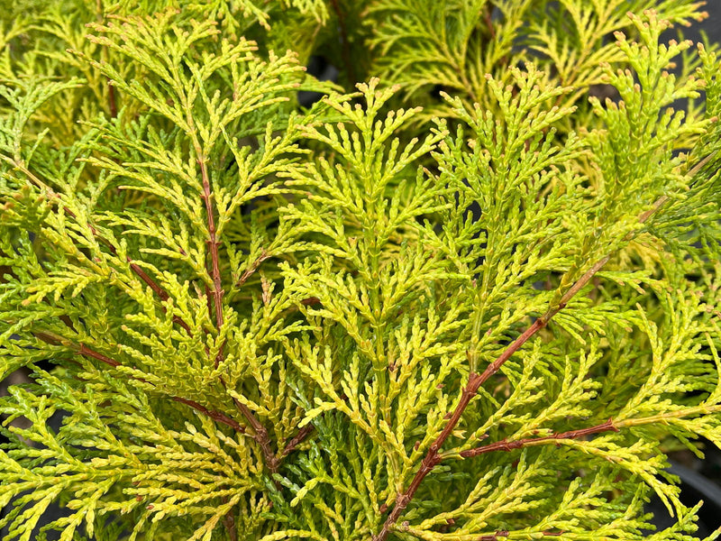 - Chamaecyparis obtusa 'Kerdalo' Dwarf Hinoki Cypress - Mr Maple │ Buy Japanese Maple Trees