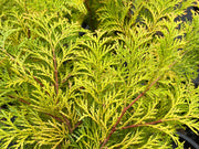 - Chamaecyparis obtusa 'Kerdalo' Dwarf Hinoki Cypress - Mr Maple │ Buy Japanese Maple Trees