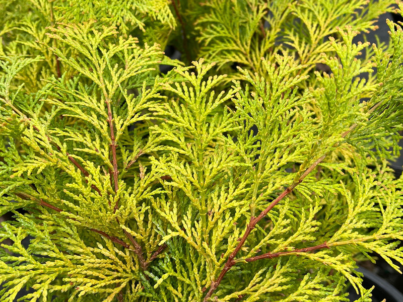 - Chamaecyparis obtusa 'Kerdalo' Dwarf Hinoki Cypress - Mr Maple │ Buy Japanese Maple Trees