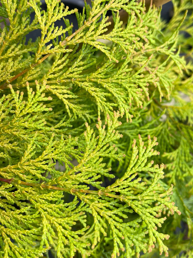 - Chamaecyparis obtusa 'Kerdalo' Dwarf Hinoki Cypress - Mr Maple │ Buy Japanese Maple Trees