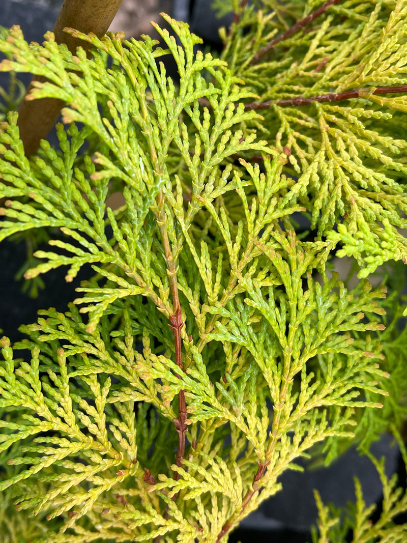 - Chamaecyparis obtusa 'Kerdalo' Dwarf Hinoki Cypress - Mr Maple │ Buy Japanese Maple Trees