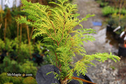 - Chamaecyparis obtusa 'Kerdalo' Dwarf Hinoki Cypress - Mr Maple │ Buy Japanese Maple Trees