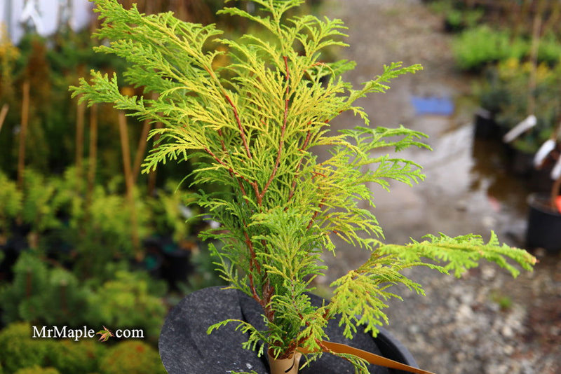 - Chamaecyparis obtusa 'Kerdalo' Dwarf Hinoki Cypress - Mr Maple │ Buy Japanese Maple Trees