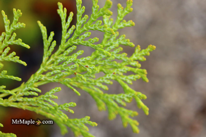 - Chamaecyparis obtusa 'Kerdalo' Dwarf Hinoki Cypress - Mr Maple │ Buy Japanese Maple Trees