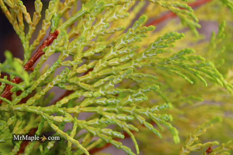 - Chamaecyparis obtusa 'Kerdalo' Dwarf Hinoki Cypress - Mr Maple │ Buy Japanese Maple Trees