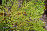 - Chamaecyparis obtusa 'Kerdalo' Dwarf Hinoki Cypress - Mr Maple │ Buy Japanese Maple Trees