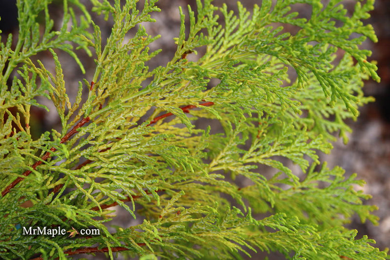 - Chamaecyparis obtusa 'Kerdalo' Dwarf Hinoki Cypress - Mr Maple │ Buy Japanese Maple Trees
