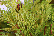 - Chamaecyparis obtusa 'Kerdalo' Dwarf Hinoki Cypress - Mr Maple │ Buy Japanese Maple Trees