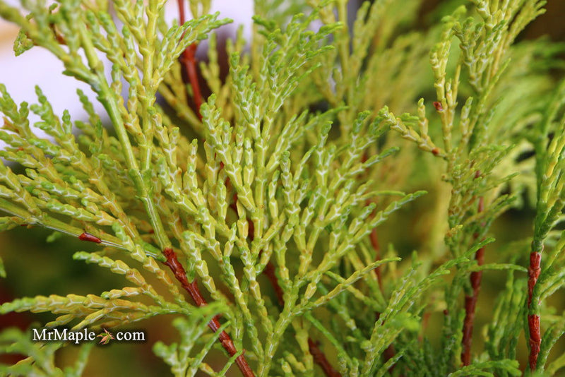 - Chamaecyparis obtusa 'Kerdalo' Dwarf Hinoki Cypress - Mr Maple │ Buy Japanese Maple Trees