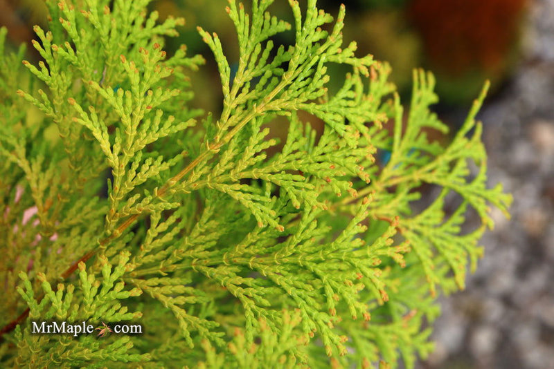 - Chamaecyparis obtusa 'Kerdalo' Dwarf Hinoki Cypress - Mr Maple │ Buy Japanese Maple Trees