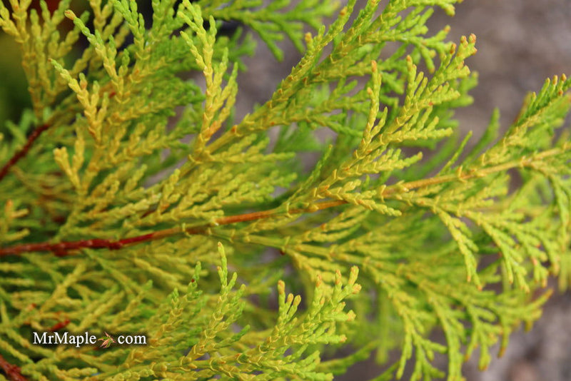 - Chamaecyparis obtusa 'Kerdalo' Dwarf Hinoki Cypress - Mr Maple │ Buy Japanese Maple Trees
