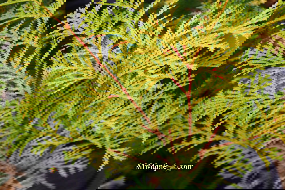 Chamaecyparis obtusa 'Kerdalo' Dwarf Hinoki Cypress — Mr Maple