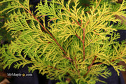 - Chamaecyparis obtusa 'Kerdalo' Dwarf Hinoki Cypress - Mr Maple │ Buy Japanese Maple Trees