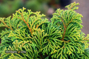 - Chamaecyparis obtusa 'Kosteri' Dwarf Hinoki Cypress - Mr Maple │ Buy Japanese Maple Trees