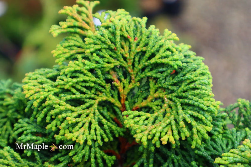 - Chamaecyparis obtusa 'Kosteri' Dwarf Hinoki Cypress - Mr Maple │ Buy Japanese Maple Trees