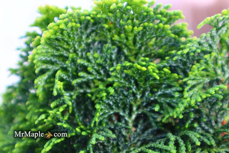 - Chamaecyparis obtusa 'Kosteri' Dwarf Hinoki Cypress - Mr Maple │ Buy Japanese Maple Trees