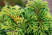 - Chamaecyparis obtusa 'Kosteri' Dwarf Hinoki Cypress - Mr Maple │ Buy Japanese Maple Trees