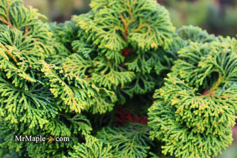 - Chamaecyparis obtusa 'Kosteri' Dwarf Hinoki Cypress - Mr Maple │ Buy Japanese Maple Trees