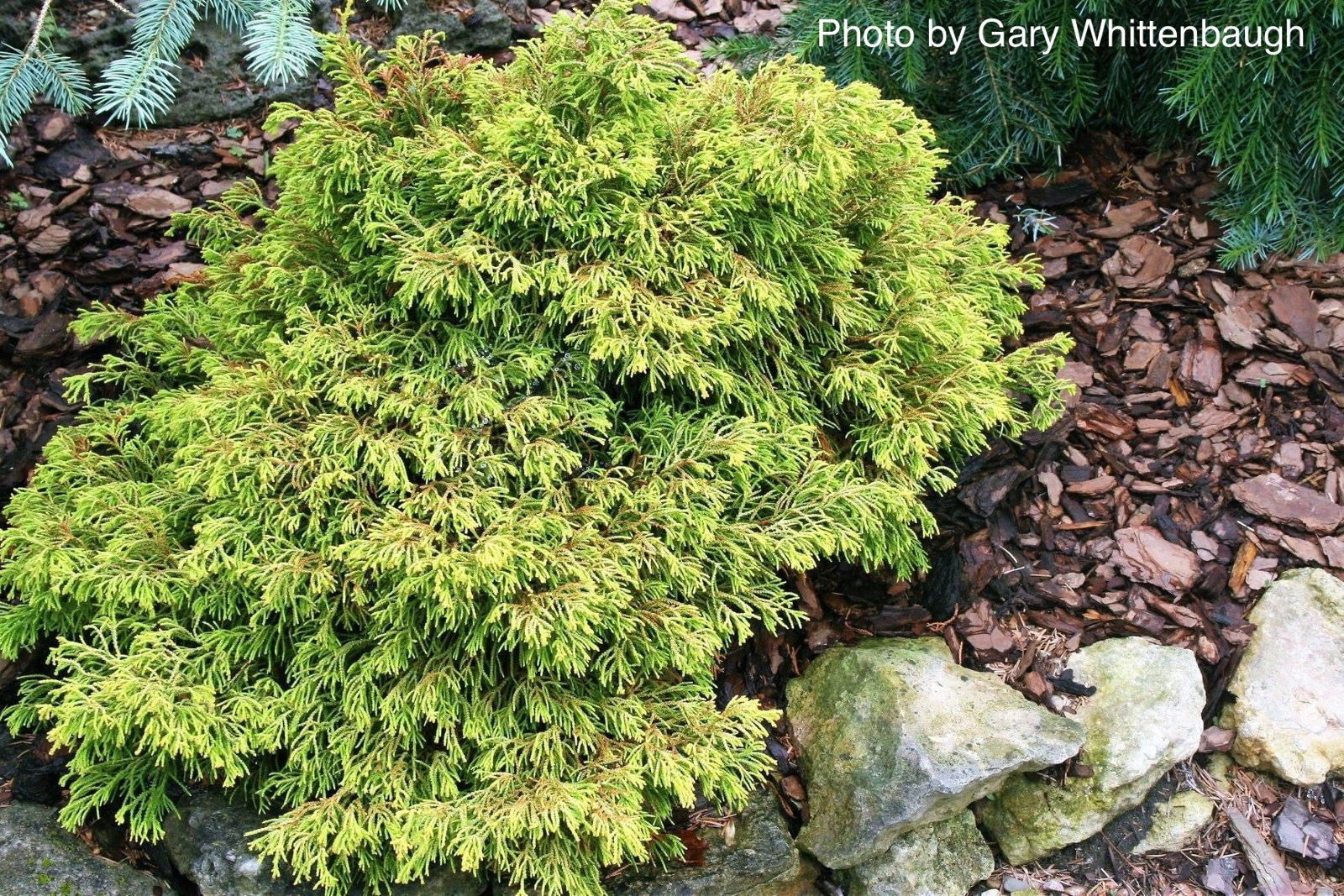 Buy Chamaecyparis obtusa 'Lemon Twist' Golden Hinoki Cypress — Mr