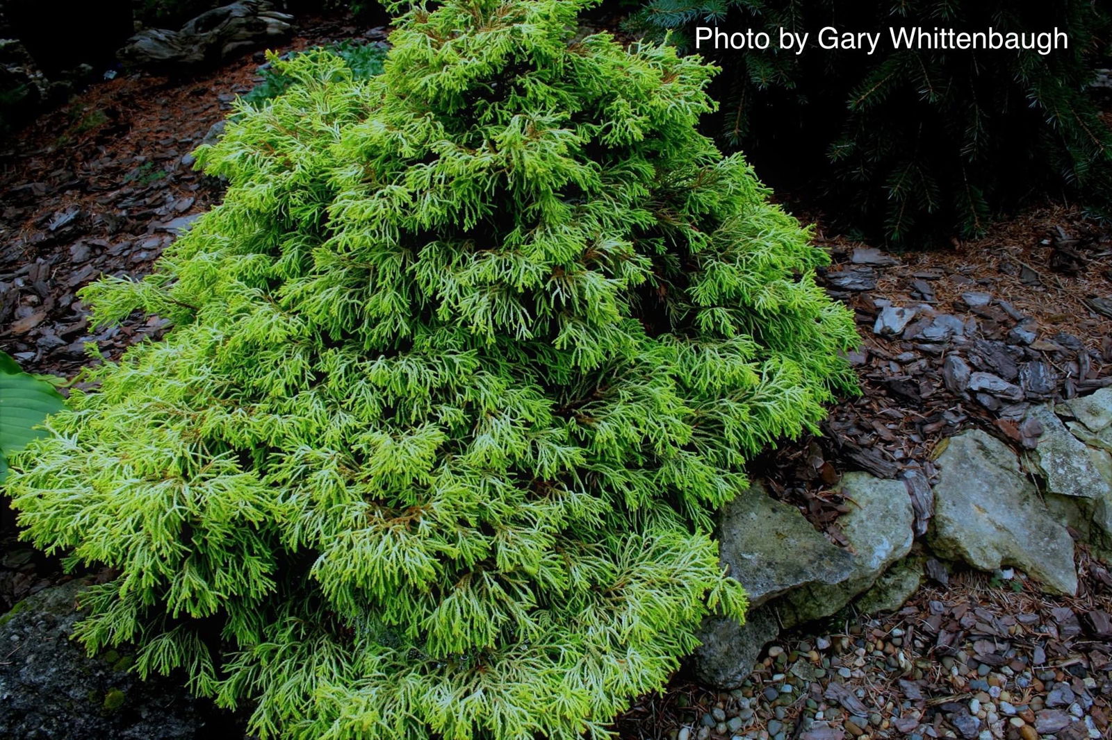 Buy Chamaecyparis obtusa 'Lemon Twist' Golden Hinoki Cypress — Mr