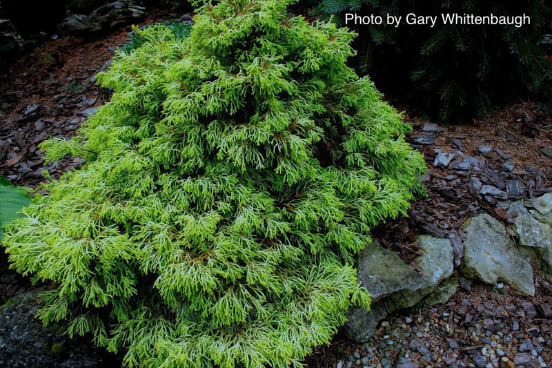 - Chamaecyparis obtusa 'Lemon Twist' Golden Hinoki Cypress - Mr Maple │ Buy Japanese Maple Trees