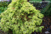 - Chamaecyparis obtusa 'Lemon Twist' Golden Hinoki Cypress - Mr Maple │ Buy Japanese Maple Trees