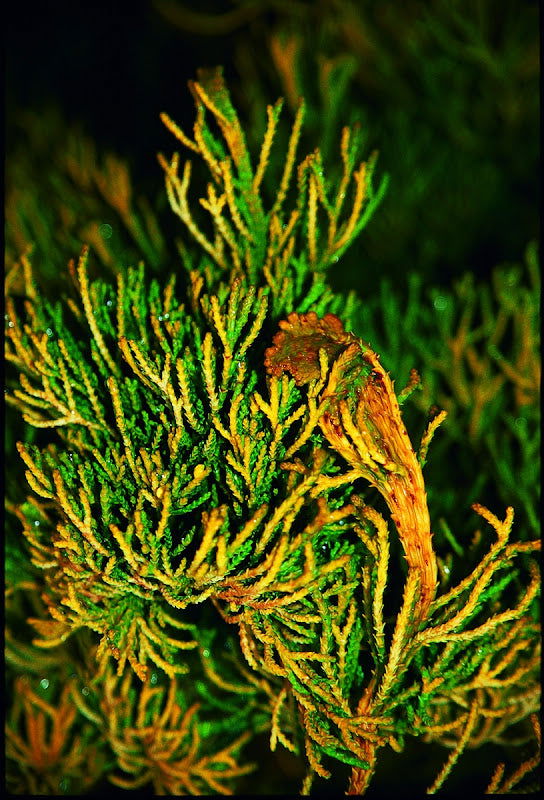 - Chamaecyparis obtusa 'Lemon Twist' Golden Hinoki Cypress - Mr Maple │ Buy Japanese Maple Trees