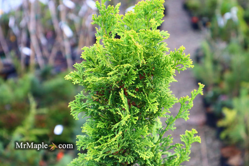 - Chamaecyparis obtusa 'Little Markey' Dwarf Hinoki Cypress - Mr Maple │ Buy Japanese Maple Trees
