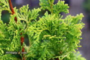 - Chamaecyparis obtusa 'Little Markey' Dwarf Hinoki Cypress - Mr Maple │ Buy Japanese Maple Trees
