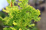 - Chamaecyparis obtusa 'Little Markey' Dwarf Hinoki Cypress - Mr Maple │ Buy Japanese Maple Trees