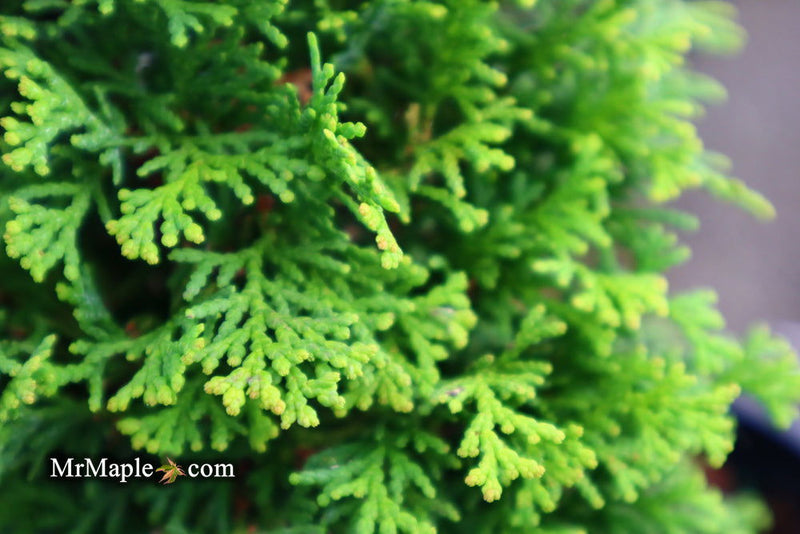 - Chamaecyparis obtusa 'Little Markey' Dwarf Hinoki Cypress - Mr Maple │ Buy Japanese Maple Trees