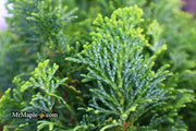 - Chamaecyparis obtusa 'Little Markey' Dwarf Hinoki Cypress - Mr Maple │ Buy Japanese Maple Trees