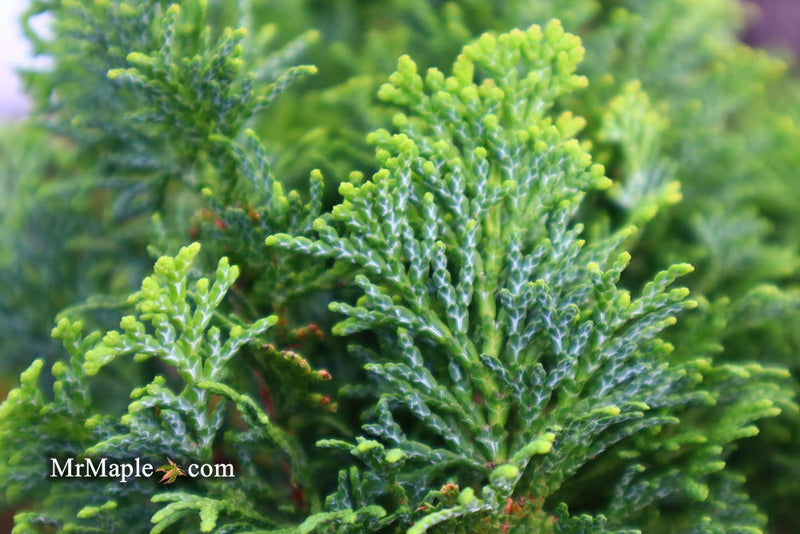 - Chamaecyparis obtusa 'Little Markey' Dwarf Hinoki Cypress - Mr Maple │ Buy Japanese Maple Trees