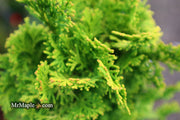 - Chamaecyparis obtusa 'Little Markey' Dwarf Hinoki Cypress - Mr Maple │ Buy Japanese Maple Trees