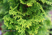 - Chamaecyparis obtusa 'Little Markey' Dwarf Hinoki Cypress - Mr Maple │ Buy Japanese Maple Trees
