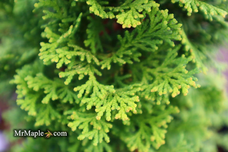- Chamaecyparis obtusa 'Little Markey' Dwarf Hinoki Cypress - Mr Maple │ Buy Japanese Maple Trees