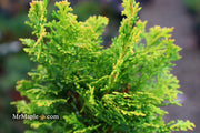 - Chamaecyparis obtusa 'Little Markey' Dwarf Hinoki Cypress - Mr Maple │ Buy Japanese Maple Trees
