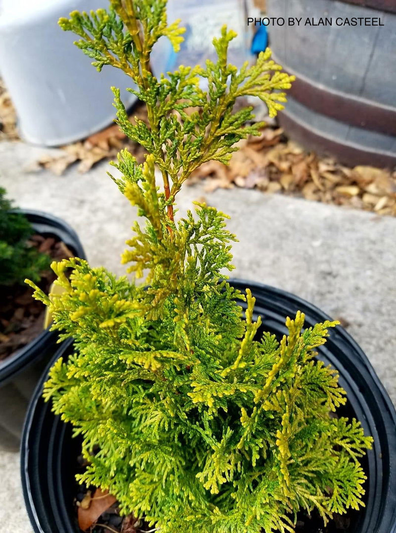 - Chamaecyparis obtusa 'Little Markey' Dwarf Hinoki Cypress - Mr Maple │ Buy Japanese Maple Trees