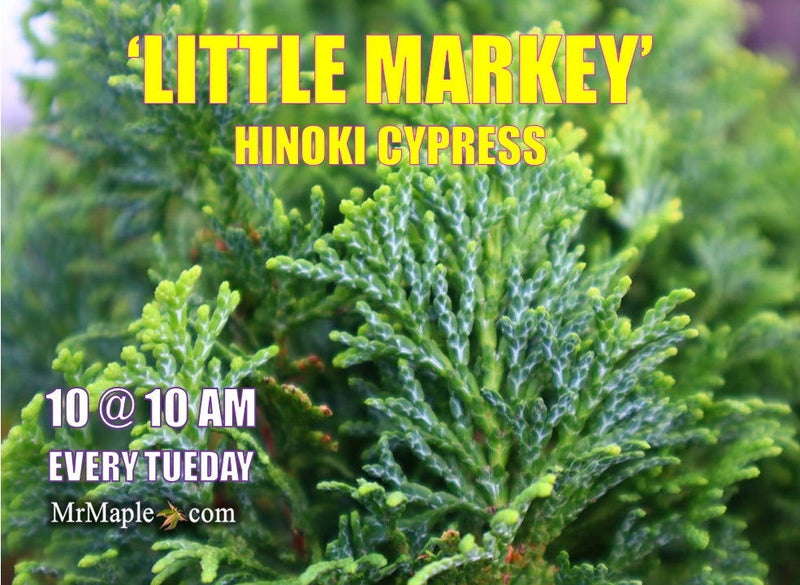 - Chamaecyparis obtusa 'Little Markey' Dwarf Hinoki Cypress - Mr Maple │ Buy Japanese Maple Trees