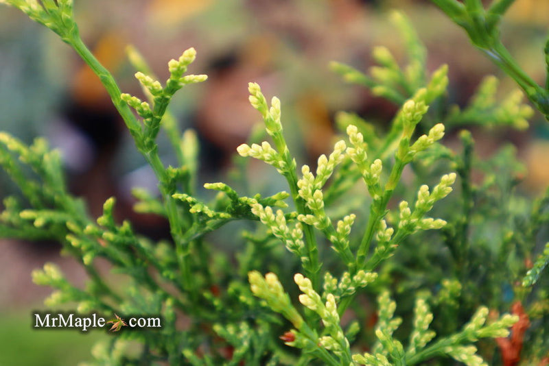 - Chamaecyparis obtusa 'Mariesii' Dwarf Hinoki Cypress - Mr Maple │ Buy Japanese Maple Trees