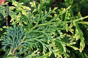 - Chamaecyparis obtusa 'Mariesii' Dwarf Hinoki Cypress - Mr Maple │ Buy Japanese Maple Trees