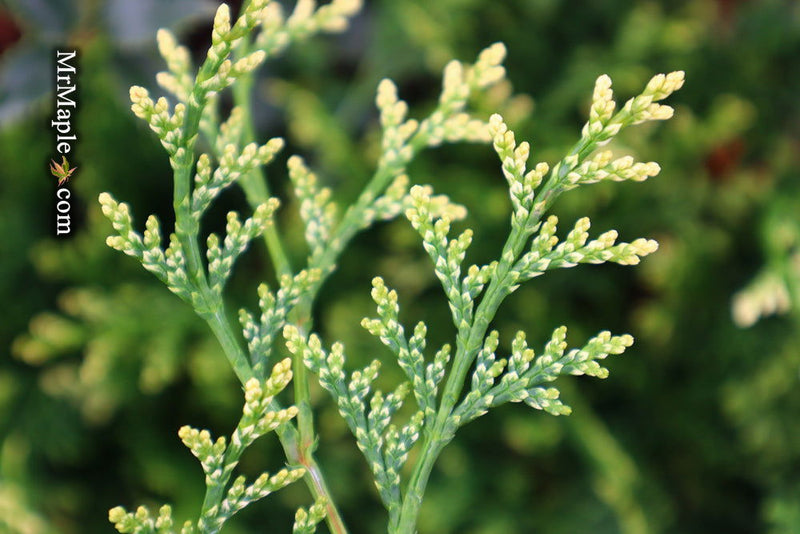 - Chamaecyparis obtusa 'Mariesii' Dwarf Hinoki Cypress - Mr Maple │ Buy Japanese Maple Trees