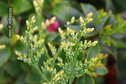 - Chamaecyparis obtusa 'Mariesii' Dwarf Hinoki Cypress - Mr Maple │ Buy Japanese Maple Trees
