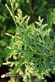 - Chamaecyparis obtusa 'Mariesii' Dwarf Hinoki Cypress - Mr Maple │ Buy Japanese Maple Trees