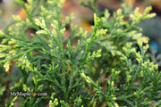 - Chamaecyparis obtusa 'Mariesii' Dwarf Hinoki Cypress - Mr Maple │ Buy Japanese Maple Trees
