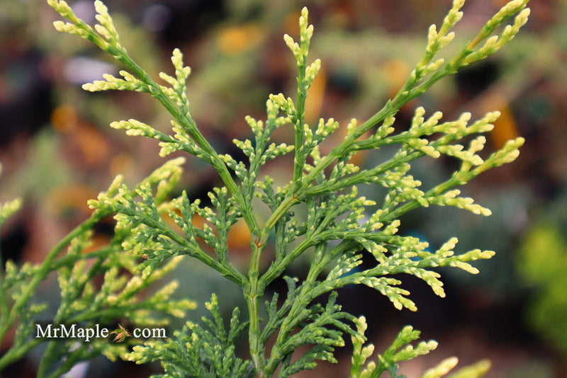 - Chamaecyparis obtusa 'Mariesii' Dwarf Hinoki Cypress - Mr Maple │ Buy Japanese Maple Trees